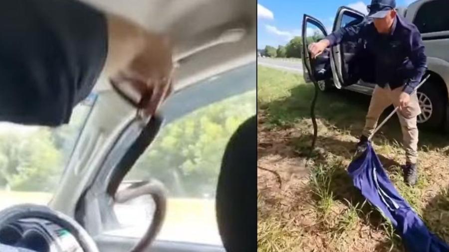 Casal acha cobra venenosa dentro de carro - Reprodução/Facebook da Sunshine Coast Snake Catcher