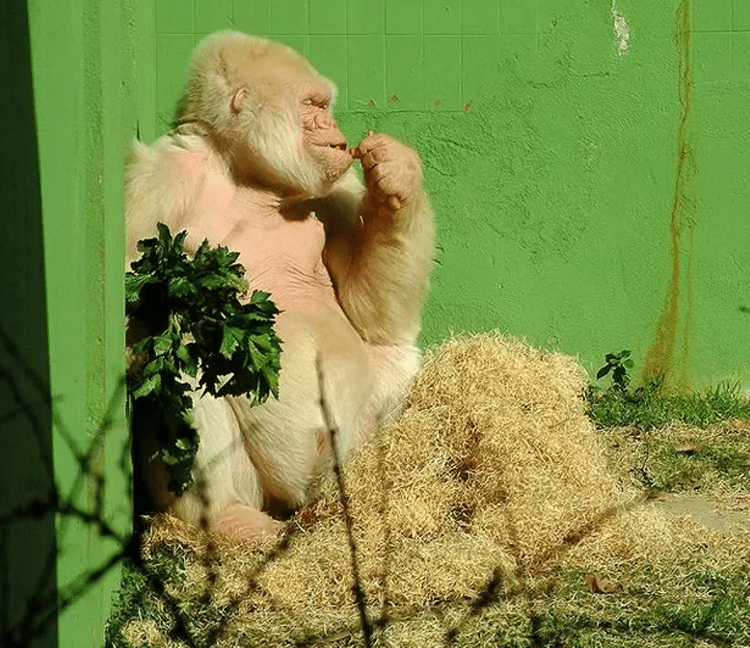 Albino Gorilla - Atarom / Wikicommons - Atarom / Wikicommons