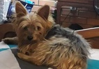 Cão dado como morto por pet shop aparece vivo após dias; polícia investiga - Augusto Xavier/Arquivo Pessoal