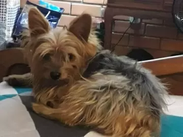 Cão dado como morto por pet shop aparece vivo após dias; polícia investiga
