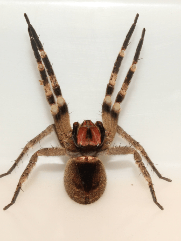 Picada de aranha-armadeira causa ereção por mais de 2 horas e pode matar