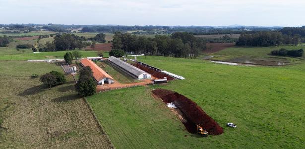 Trabalhador de granja foco da gripe aviária é isolado após sintomas