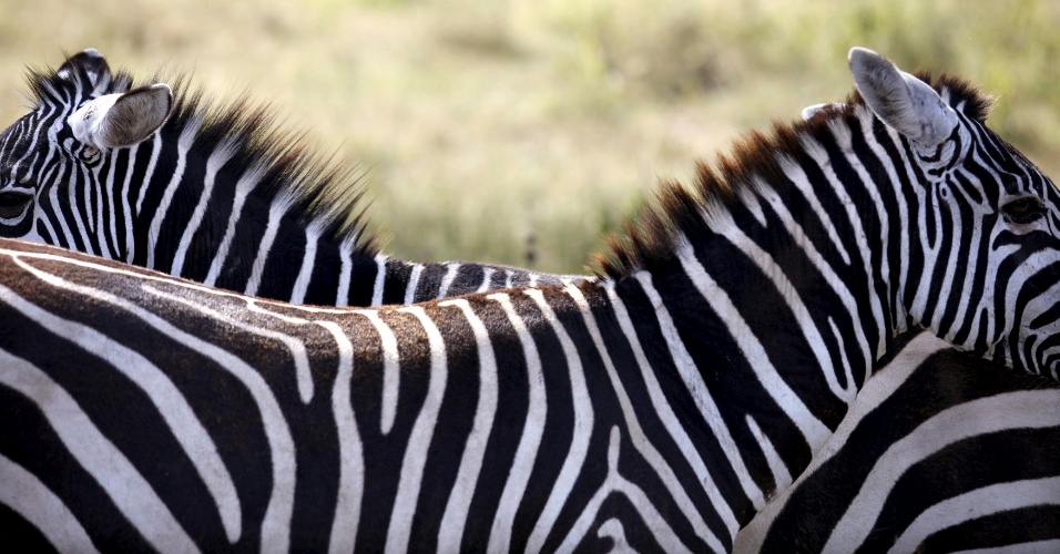 22.out.2015 - Zebras descansam no Parque Nacional do Lago Nakuru, no Quênia