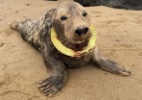 Após seis meses de tentativas, voluntários conseguem resgatar foca com anel de plástico no pescoço - Friends of Horsey Seals