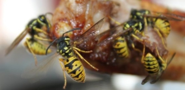 Marimbondos e vespas, famosos por suas picadas doloridas, têm péssima reputação por falta de conhecimento das pessoas sobre a importância deles para o meio ambiente - Getty Images