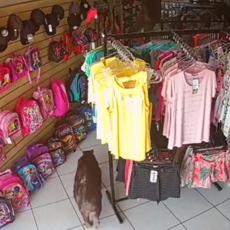 Capivara entra em loja de Santa Bárbara d’Oeste (SP) - Reprodução - Reprodução