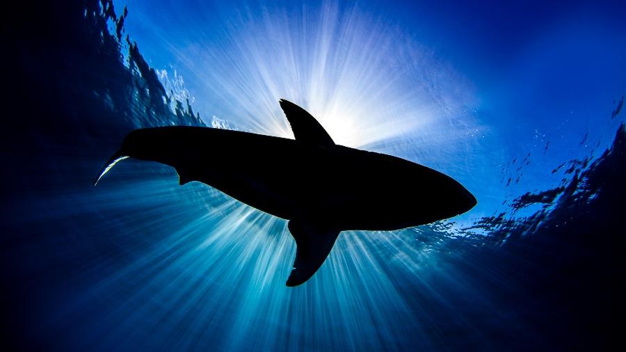 Segundo relatos, tubarão teria cerca de quatro metros - Getty Images