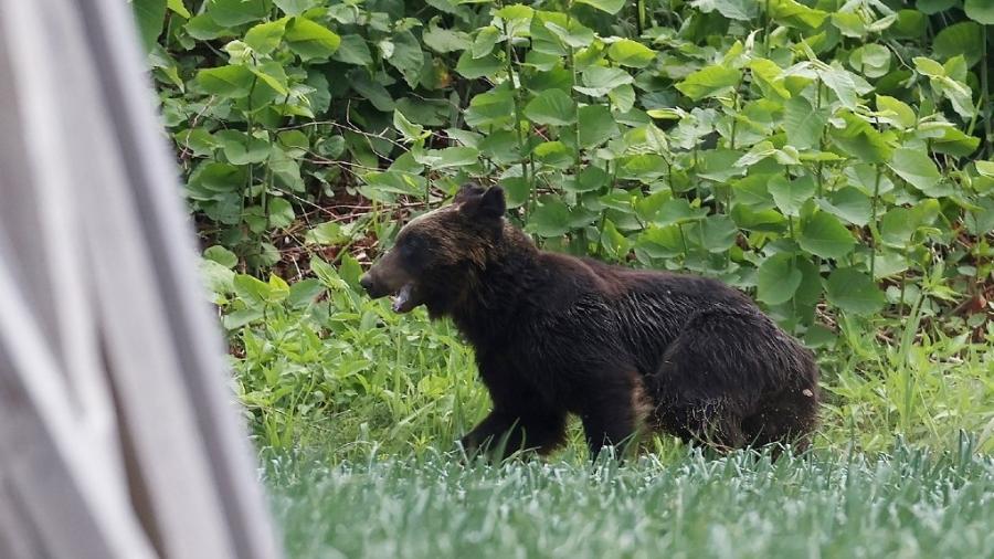 Urso pardo foi morto por caçadores em Sapporo, no Japão, após ferir 4 pessoas - Jiji Press/AFP