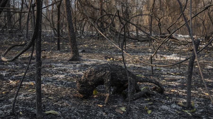 Corpo de macaco bugio carbonizado por incêndio florestal que atingiu a fazenda Santa Tereza, na Serra do Amolar, no Pantanal (MS) - Lalo de Almeida/Folhapress/World Press Photo 