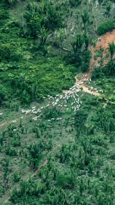 Sobrevôo revela gado espalhado ilegalmente dentro da Terra Indígena Piripkura, em Juína (MT) - Rogério Assis / ISA - Rogério Assis / ISA