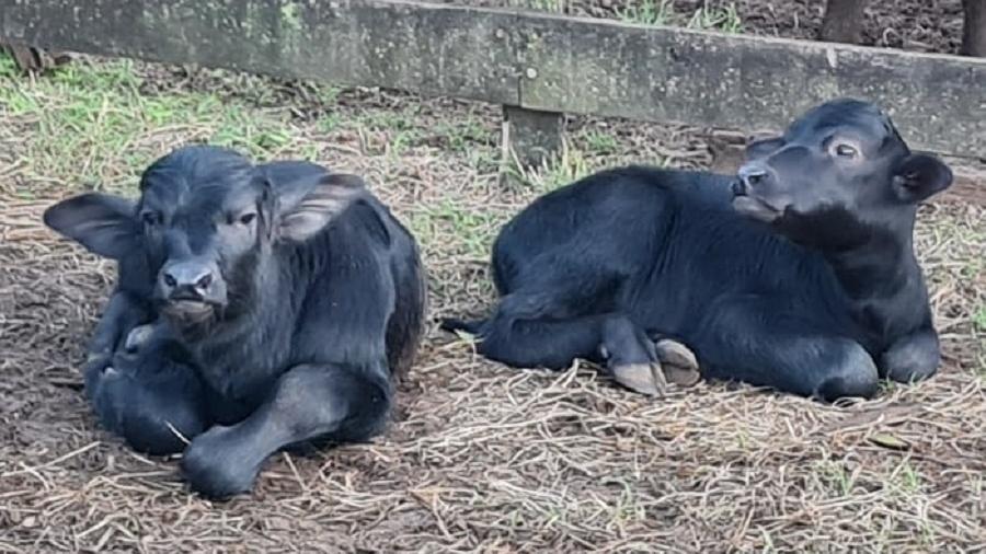 Bezerros de búfalas que sofriam maus-tratos em fazenda de Brotas recebem nome: Aurora e Martin - Divulgação