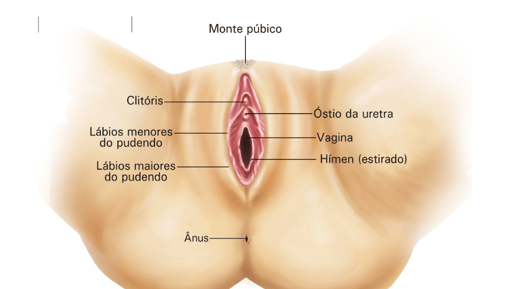 Imagem da vulva