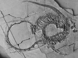 Cientistas revelam fóssil de 'dragão chinês' com 240 milhões de anos