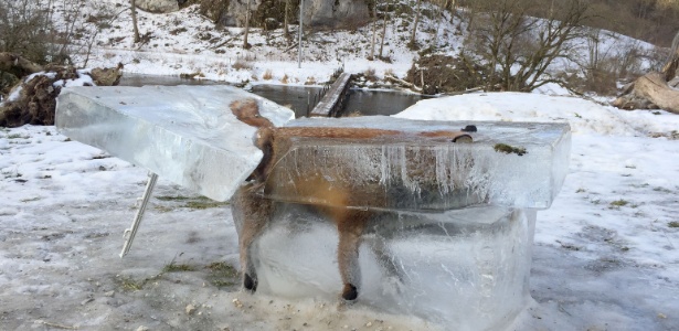 Raposa ficou congelada dentro de um bloco de gelo em Fridingen, no sul da Alemanha. O animal andava sobre uma camada fina de gelo sobre o rio Danúbio e acabou caindo dentro dele - Johannes Stehle/DPA/AFP