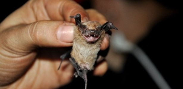 Pesquisadores compilaram os sons emitidos por 65 especies de morcegos, entre eles o "Molosssops temminckii" - Divulgação