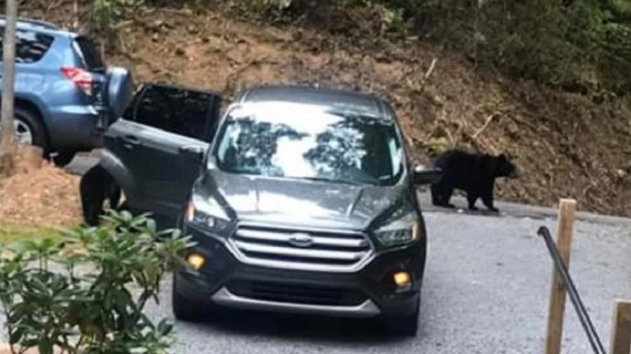 Ursos entram em carro para pegar pacote de chicletes - Reprodução/CBS