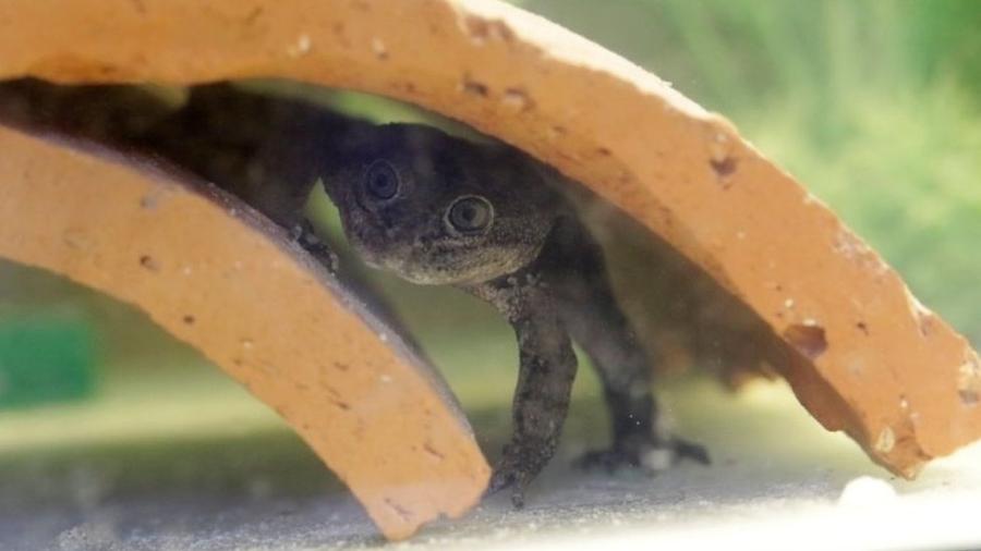 As rãs foram levadas do Atacama ao zoológico de Santiago em 2019 - Reuters
