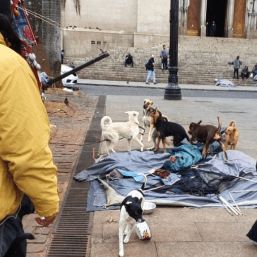 cachorros-no-parque - Matemática