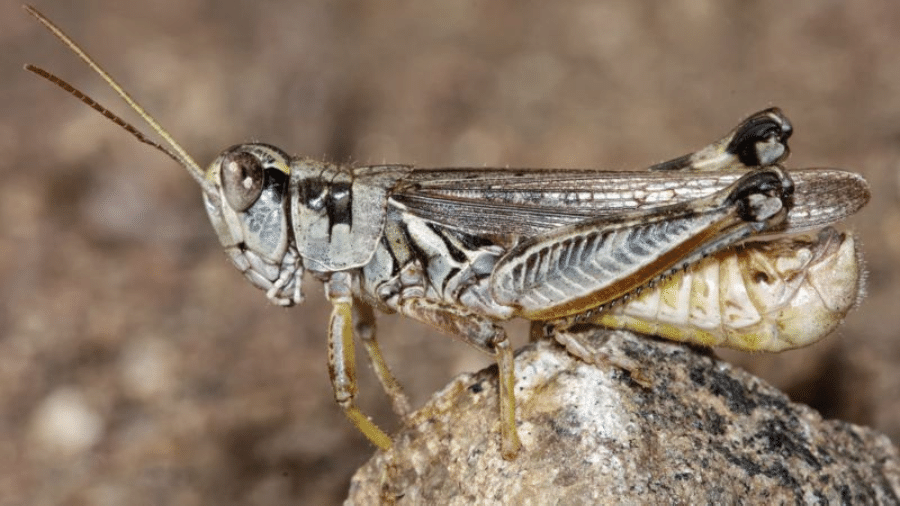 Gafanhotos são comuns na região Oeste dos EUA, mas, segundo cientistas, houve uma explosão na população desses insetos neste ano, agravada pela seca e ondas de calor históricas - USDA/APHIS