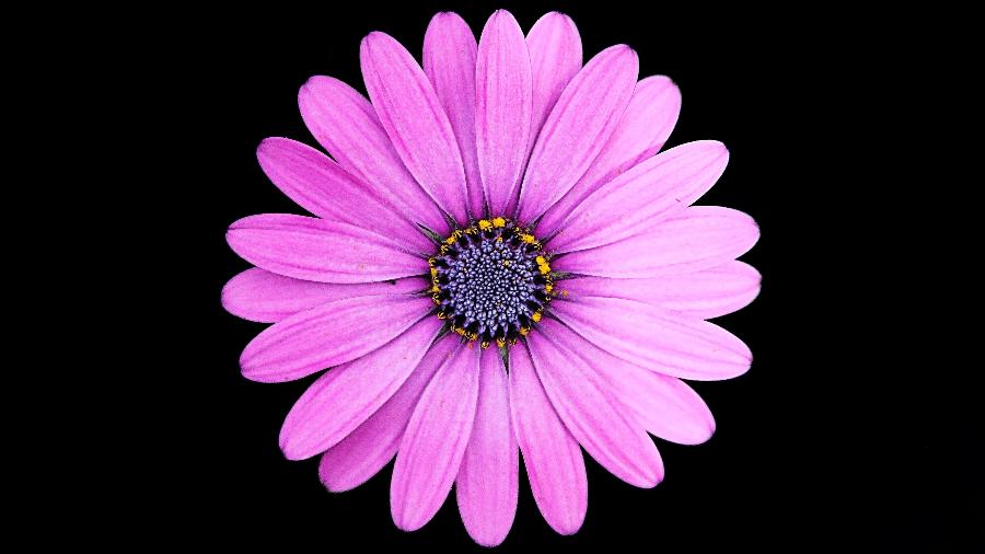 Flor é um exemplo de simetria produzida pela evolução da natureza - Quino Al/ Unsplash