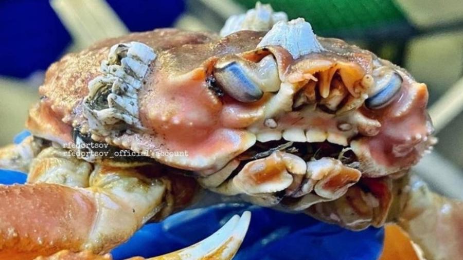 Caranguejo com dentes humanos repercutiu no Instagram - Reprodução/Instagram/rfedortsov