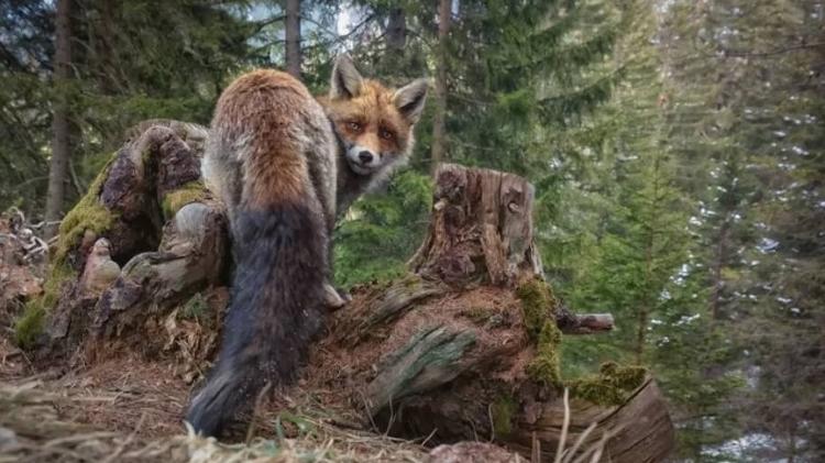 A wild nature moment - MATT ENGELMANN / NATURE TTL - MATT ENGELMANN / NATURE TTL