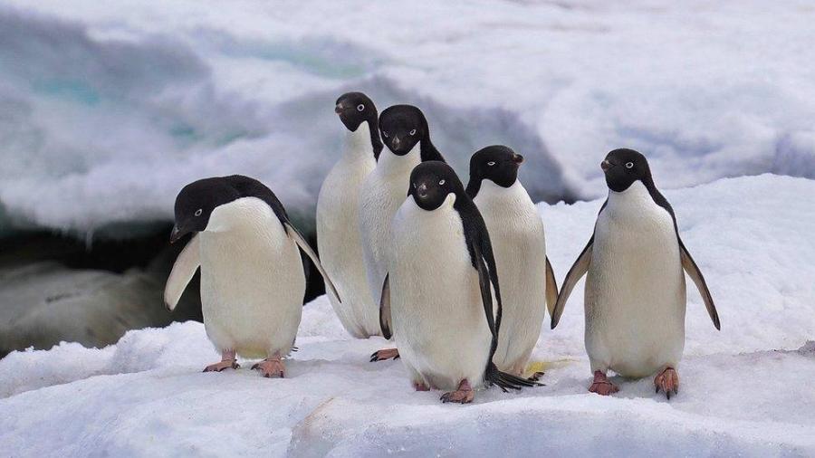 Pinguins - GETTY IMAGES