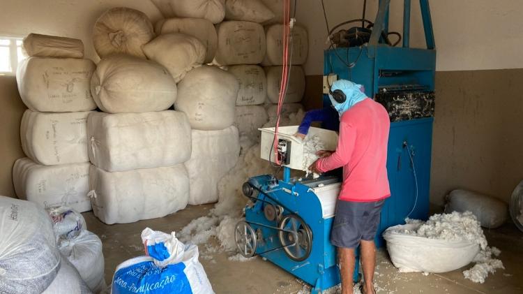 Beneficiamento de algodão que ocorre na vila Lafayette (PB)
