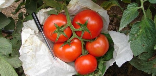 Tomates ecológicos da Embrapa são ensacados ainda no pé para evitar contaminação - Divulgação/Embrapa