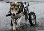 Cães paraplégicos ganham cadeiras de rodas e vão curtir praia no Peru - Mariana Bazo/Reuters