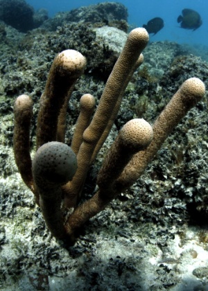 Lúcio Távora/ BA Press