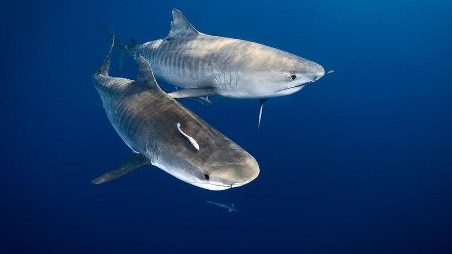 Relatório indica que pescadores procuram pescam pela barbatana do tubarão, muito valorizada na culinária - Getty Images