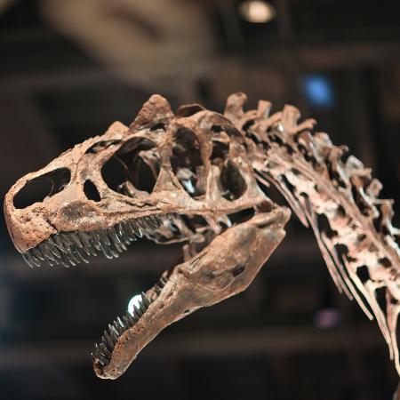 Fóssil de dinossauro - Pixabay (foto meramente ilustrativa)