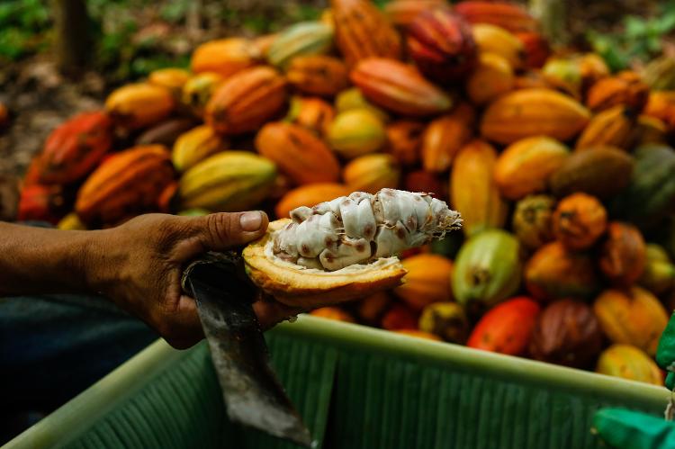 A produção de cacau em Coaraci, na Bahia