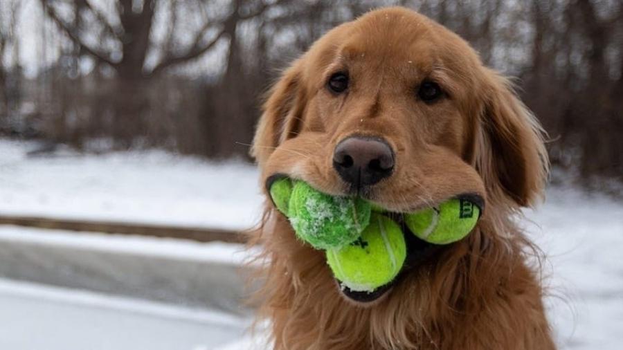 Finley, um Golden Retriever do estado de Nova York, consegue colocar seis bolas de tênis na boca ao mesmo tempo - Reprodução/Instagram/finnyboymolloy