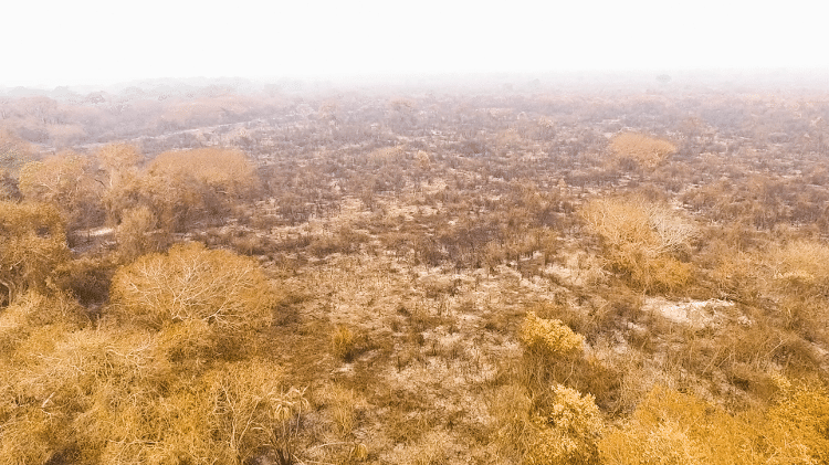 Pantanal incendiado - Reprodução - Reprodução