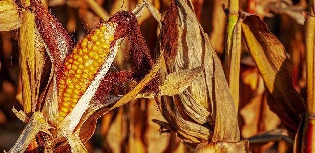 Estoque baixo e consumo internacional aquecido disparam preço do milho