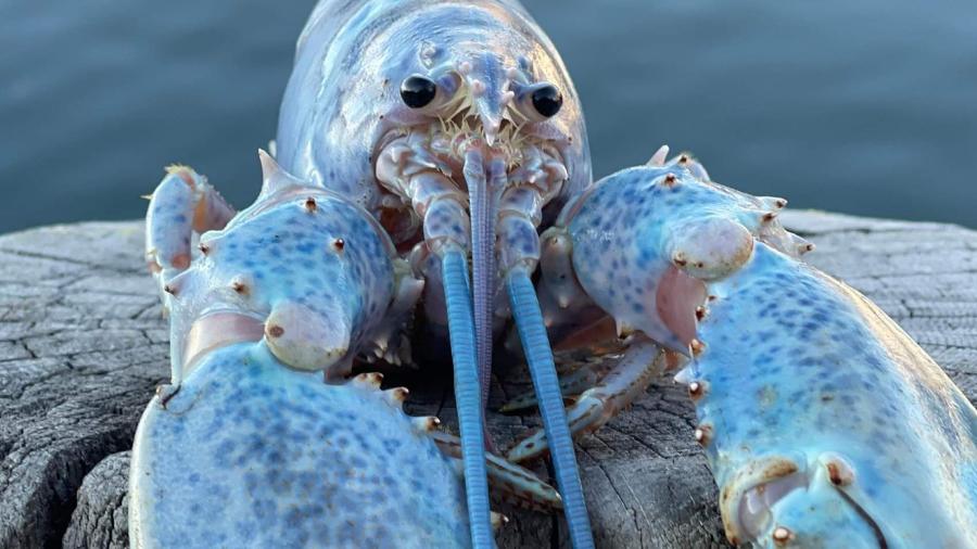 Exemplar raro é encontrado a cada 100 milhões da espécie, de acordo com a empresa - Reprodução/ Facebook/ Get Maine Lobster