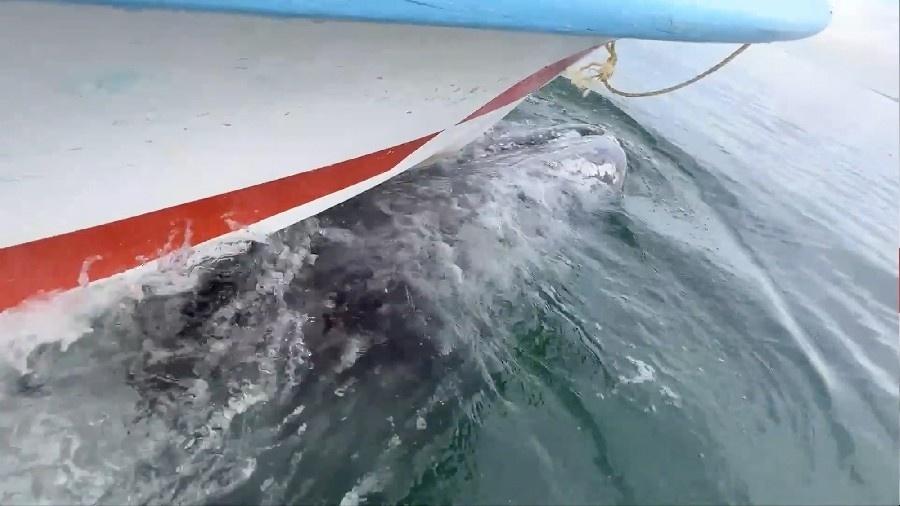 Baleia cinzenta é filmada por turista puxando barco - Reprodução/Redes Sociais