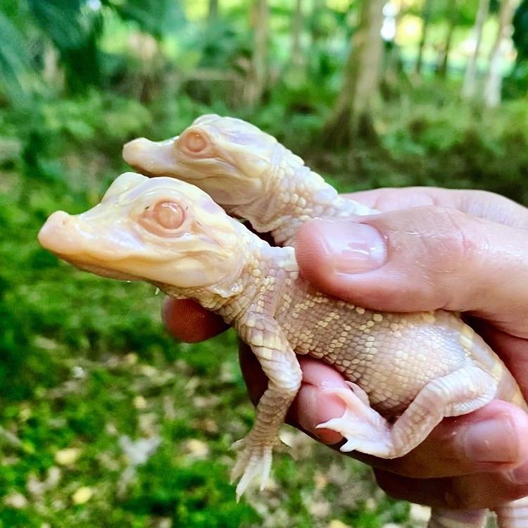 Jacarés albinos - Wild Florida - Wild Florida