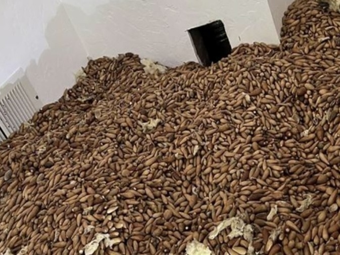 Um pica-pau guardou 300 kg de bolotas de carvalho nas paredes de uma casa nos EUA.