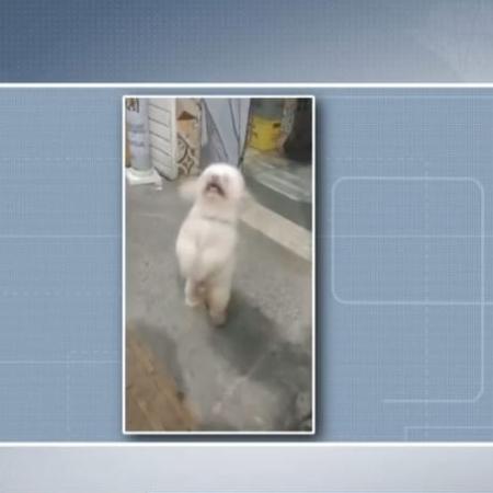 Poodle é atacado por pitbull em Salvador (BA)