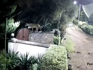 Leoa pula muro de casa, mata cão e foge com corpo do animal no Quênia; veja