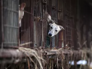 Coreia do Sul tenta proibir consumo de carne de cachorro, mas sofre ameaças