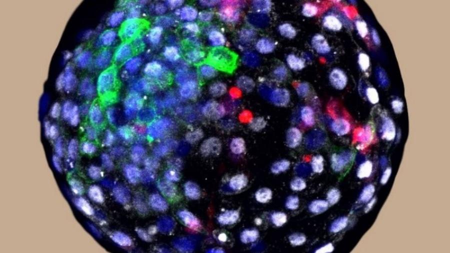 Células humanas foram cultivadas em um embrião de macaco - Weizhi Ji-Kunming University of Science and Technology