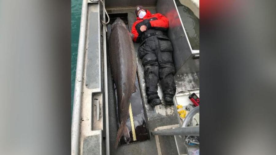 Peixe de 109 quilos foi fisgado em abril no Rio Detroit, nos Estados Unidos - Fish and Wildlife Service/Twitter 