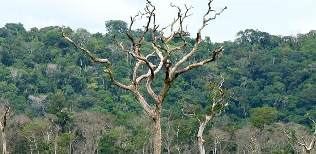Árvore seca em uma área desmatada na entrada do Parque Estadual Cristalino, entre os municípios de Alta Floresta e Novo Mundo 
