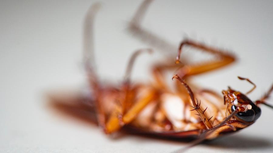 Envenenamento por inseticida provoca espasmos que fazem a barata tombar  - panida wijitpanya/Getty Images/iStockphoto