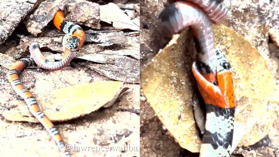 Cobra-coral-verdadeira come uma cobra-coral-falsa pela cabeça - Reprodução/Instagram/@lawrence.wahba
