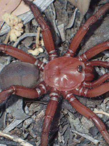 A 'espetacular' nova espécie de aranha descoberta na Austrália